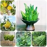 El Toque Exótico: Cómo Incorporar Limones Mano de Buda en las Mejoras Tablas de Quesos y Embutidos El Toque Exótico: Cómo Incorporar Limones Mano de Buda en las Mejoras Tablas de Quesos y Embutidos