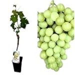 Maridaje Perfecto: Descubre los Mejores Quesos y Embutidos para Acompañar la Uva Treixadura