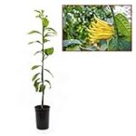 Maridaje Perfecto: Quesos y Embutidos que Complementan la Exquisita Mano de Buda Maridaje Perfecto: Quesos y Embutidos que Complementan la Exquisita Mano de Buda