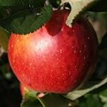 Descubre la Excelencia en Hermanos Manzano: Análisis y Comparativa de los Mejores Quesos y Embutidos