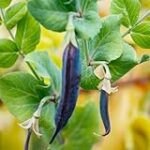 Complementando Sabores: La Perfecta Combinación de los Mejores Quesos y Embutidos con Guisantes - Guía para Comprar con Éxito